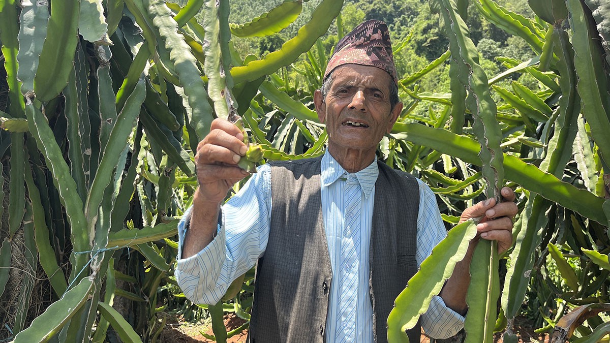 ड्रागन फ्रुटबाट वार्षिक दश लाख आम्दानी गर्दै ७७ वर्षीय बालकृष्ण