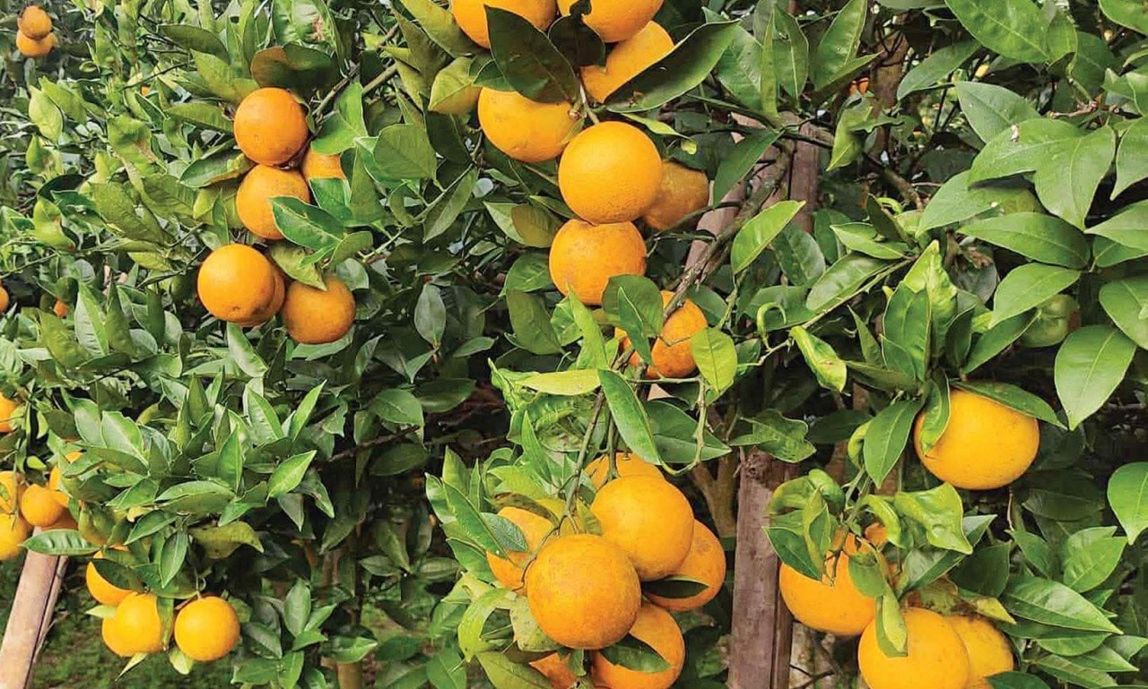 जुनार चिनाउँदै व्यवस्थित कृषि सडकको मागसहित सिन्धुलीको गोलन्जोरमा ‘जुनार महोत्सव’