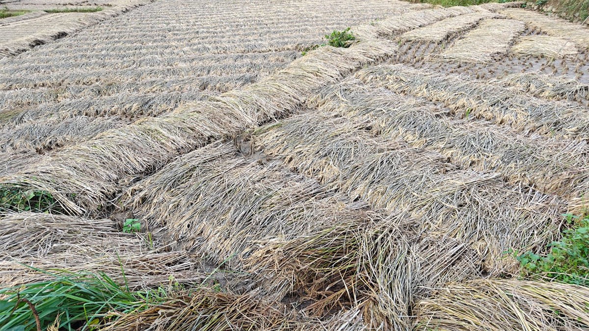 नुवाकोटमा धानको निहिन, अविरल वर्षाले भिजायो [तस्बिर]