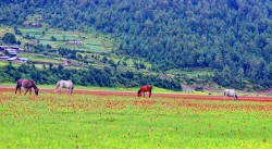 वनफूलले सिँगारिएको ढोरपाटन