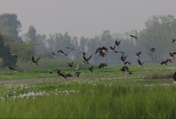 तालतलैयामा आगन्तुक चराको चहलपहल, जलपन्छी गणना सुरु