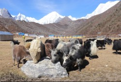 आलेखः सङ्कटमा चौंँरीपालन व्यवसाय