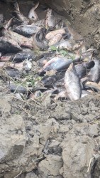 चिसोका कारण पश्चिम नवलपरासीमा माछा मर्न थाले