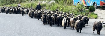 च्याङ्ग्रा व्यापारीको यात्राः रारादेखि फेवा तालसम्म