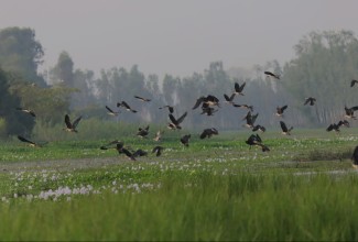 तालतलैयामा आगन्तुक चराको चहलपहल, जलपन्छी गणना सुरु